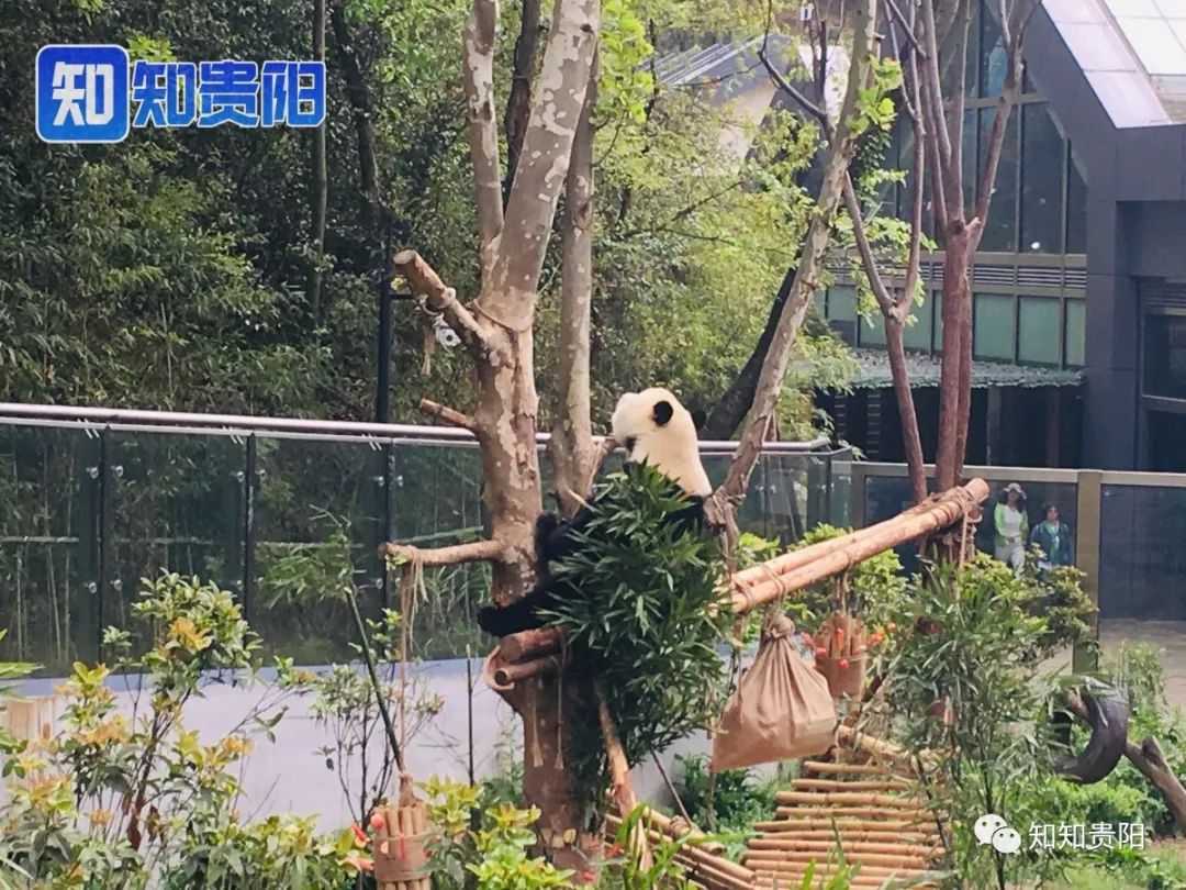 黔灵山公园熊猫馆五一节,贵阳市黔灵山公园熊猫馆开放时间