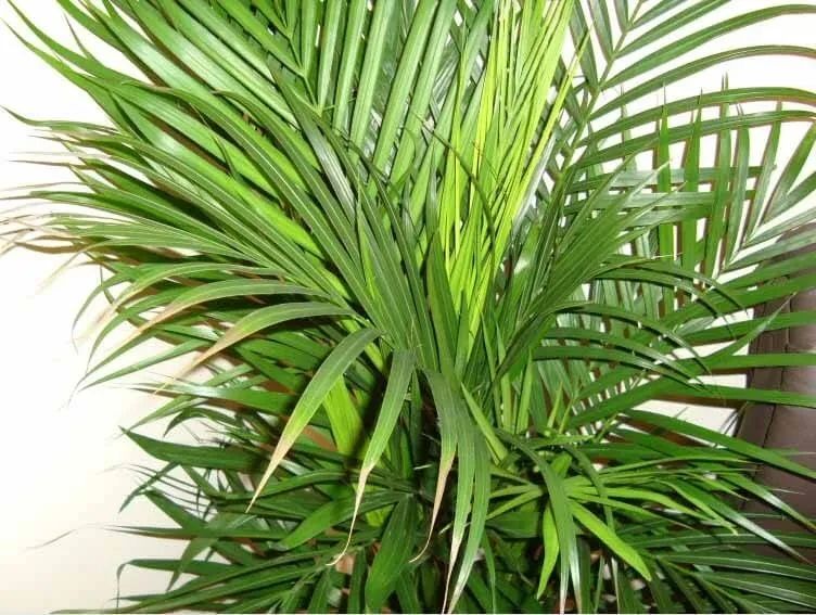 散尾葵室内发黄,室内花盆长的散尾葵黄叶怎么办