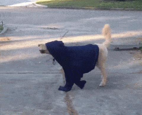 10个你一定不知道的动物冷知识,1000个牛动物有趣的冷知识