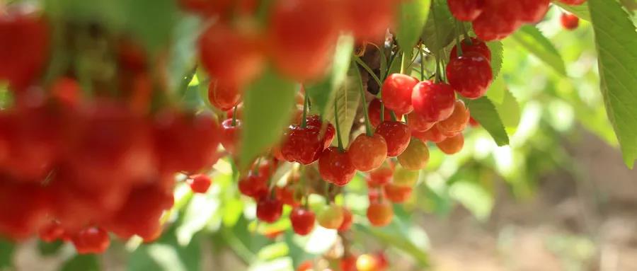 郑州被评为幸福城市有什么看法,2021郑州最具幸福感城市