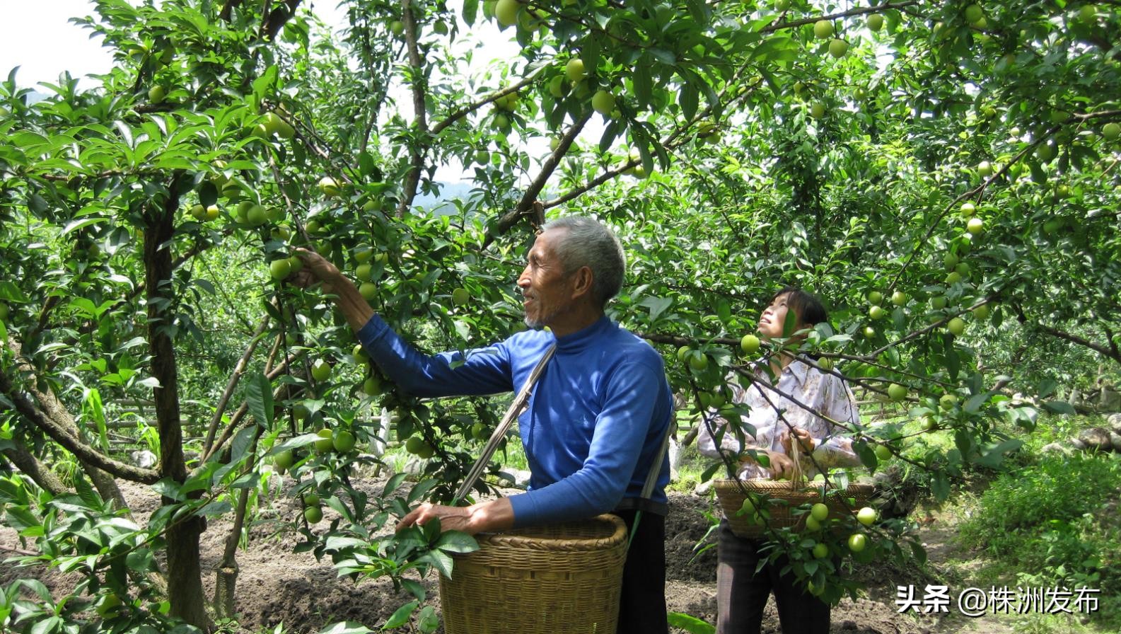 炎陵县的变化,炎陵县变迁