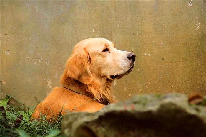 金毛性格很急躁怎么办呀,金毛的脾气很暴躁怎么办