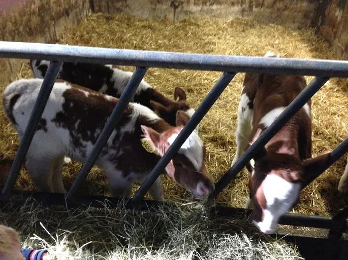 儿童农场建立,给孩子打造农场