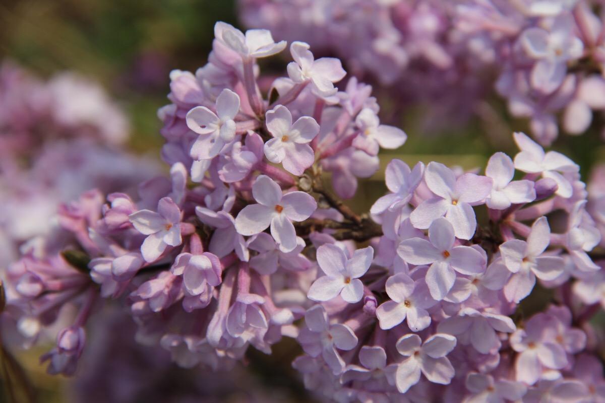 一味药也能治病，65种单方大全，值得收藏