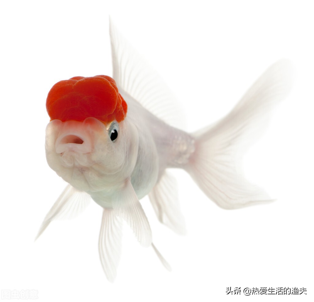 金鱼与锦鲤哪个好养一点,养金鱼是锦鲤好还是草金鱼好