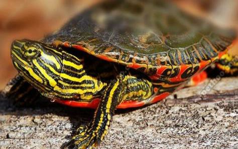 龟类分类大全图片,龟类的种类及图片大全