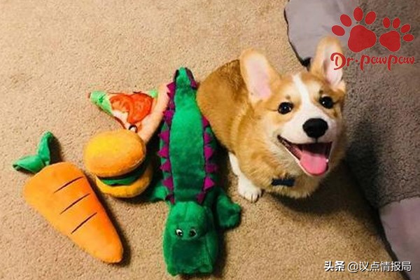 普安特皮肤病,普安特治疗狗狗肠炎