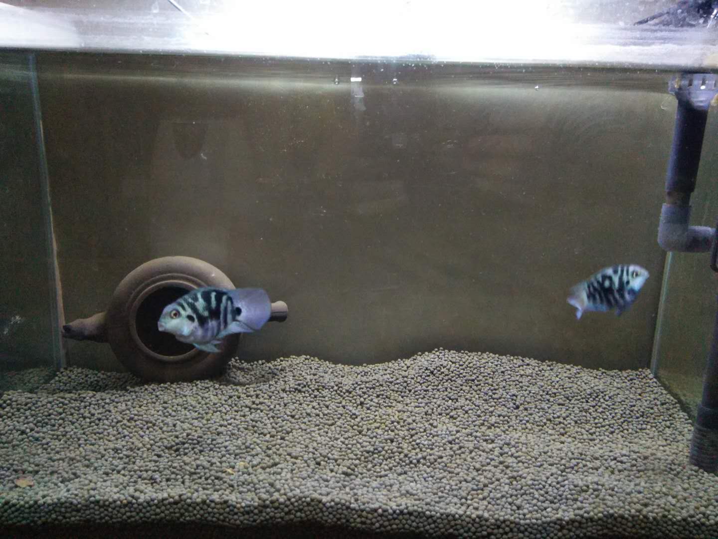 如何清除鱼缸水质中的硝化细菌,鱼缸加了硝化细菌水质浑浊怎么办