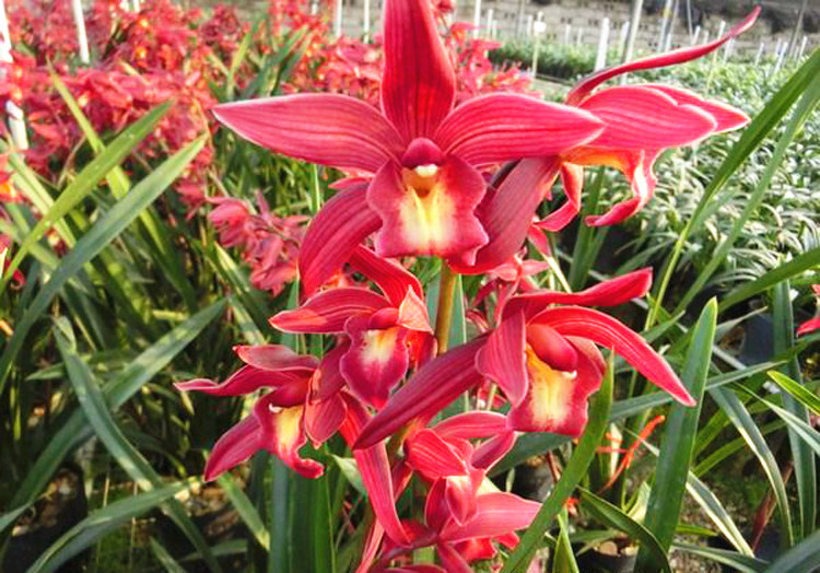 冬季买兰就选它,花色红艳,兰香浓郁,又美又仙,开花全年无休
