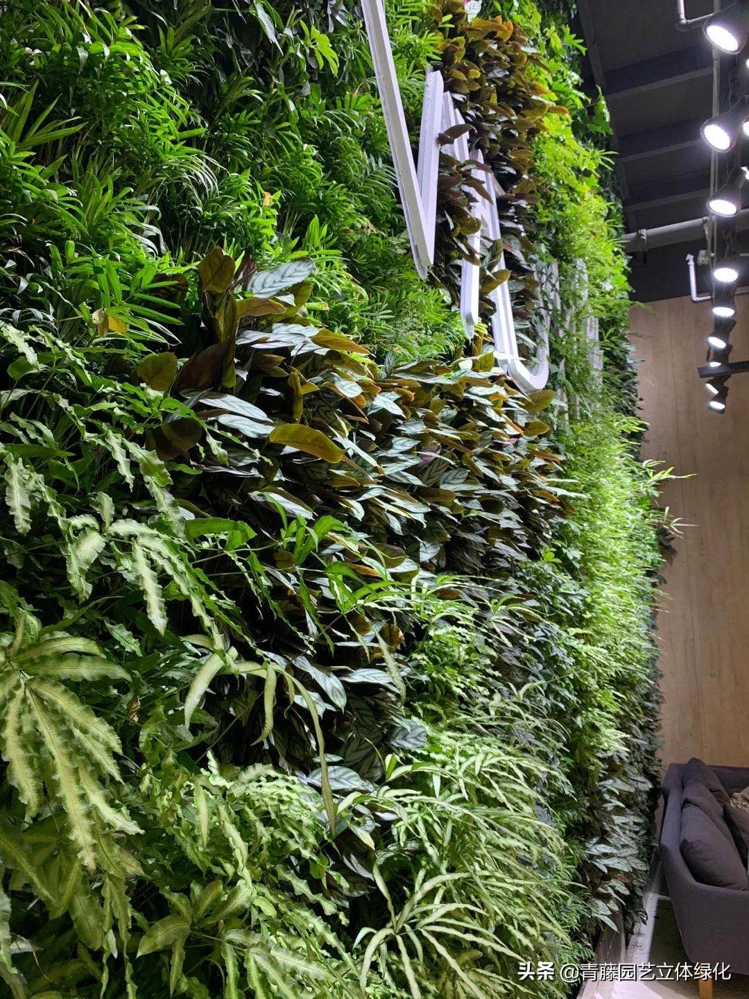 植物墙软装装饰设计,软装墙和植物墙怎么融合