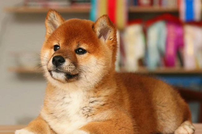 柴犬便便先干后稀,柴犬幼崽便便有点稀