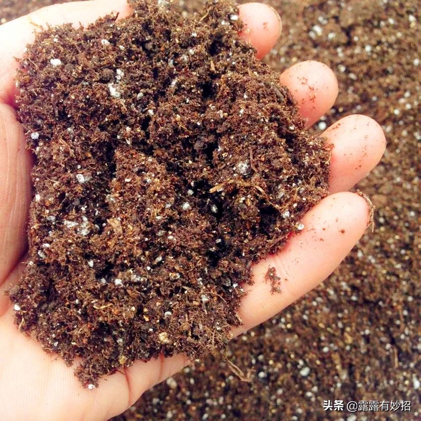 养花给根消毒,养花只用塑料袋