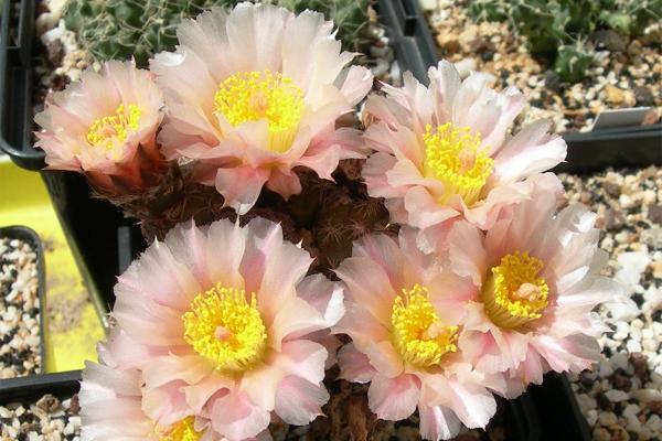 仙人掌开花有多美,仙人掌花开好娇艳