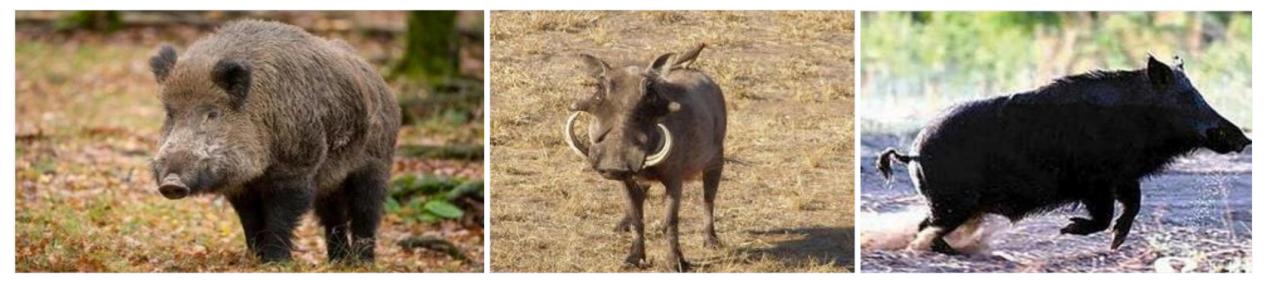 保留狩猎的原始部落,原始部落狩猎的真实生活