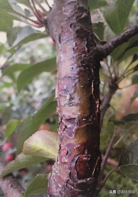 苹果腐烂病或根腐病怎么治,苹果干腐病最佳防治方法