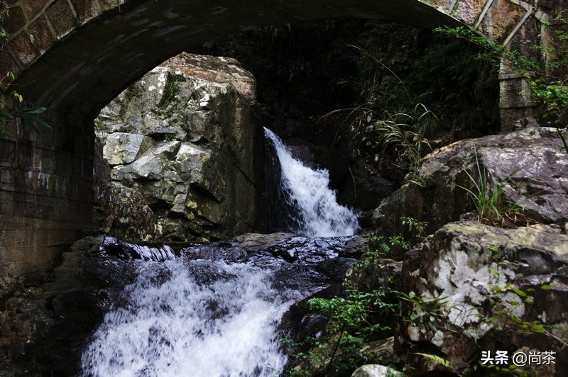 都说它是红茶中的黑马?