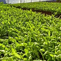 本溪农产品种植方法,本溪市明山区2024年赚钱项目