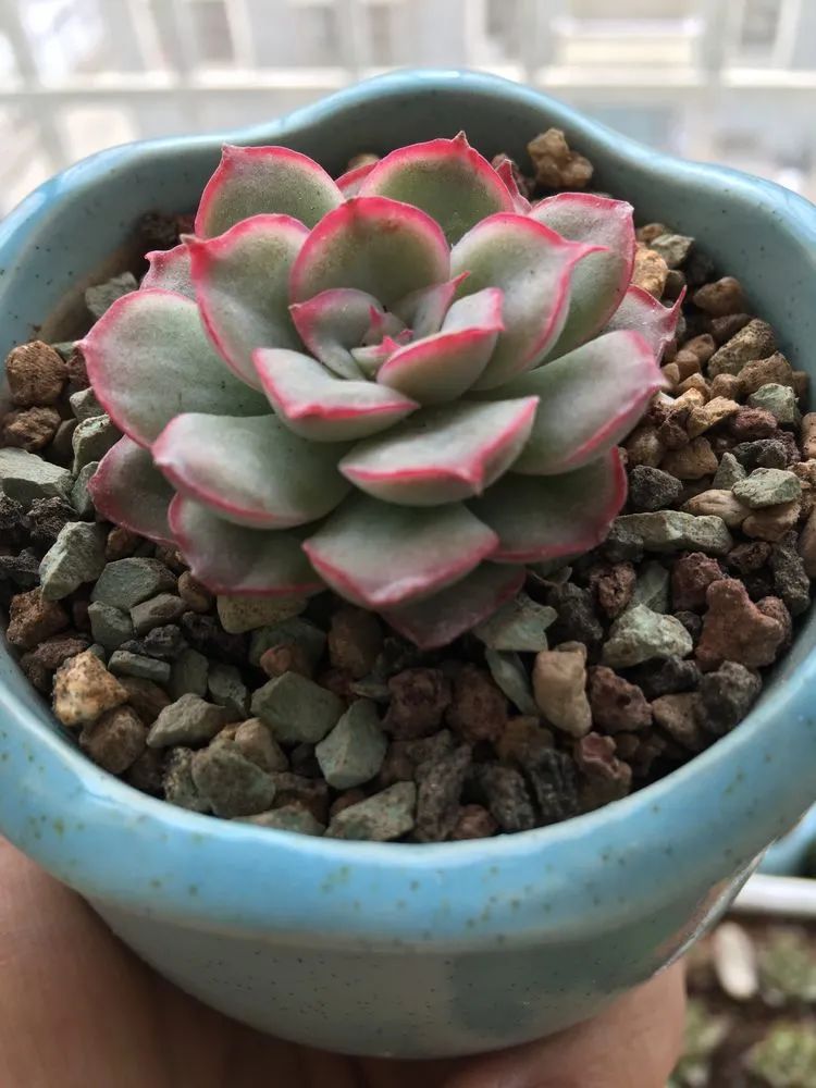 2021牛转乾坤砥砺前行,2021年牛转乾坤时来运转