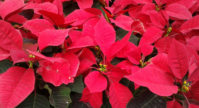 追星女孩的蜜袋鼯领养体验之5点