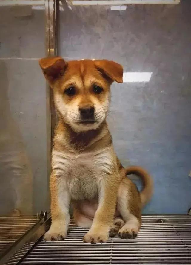 土狗对土主人忠诚吗,土狗vs洋狗