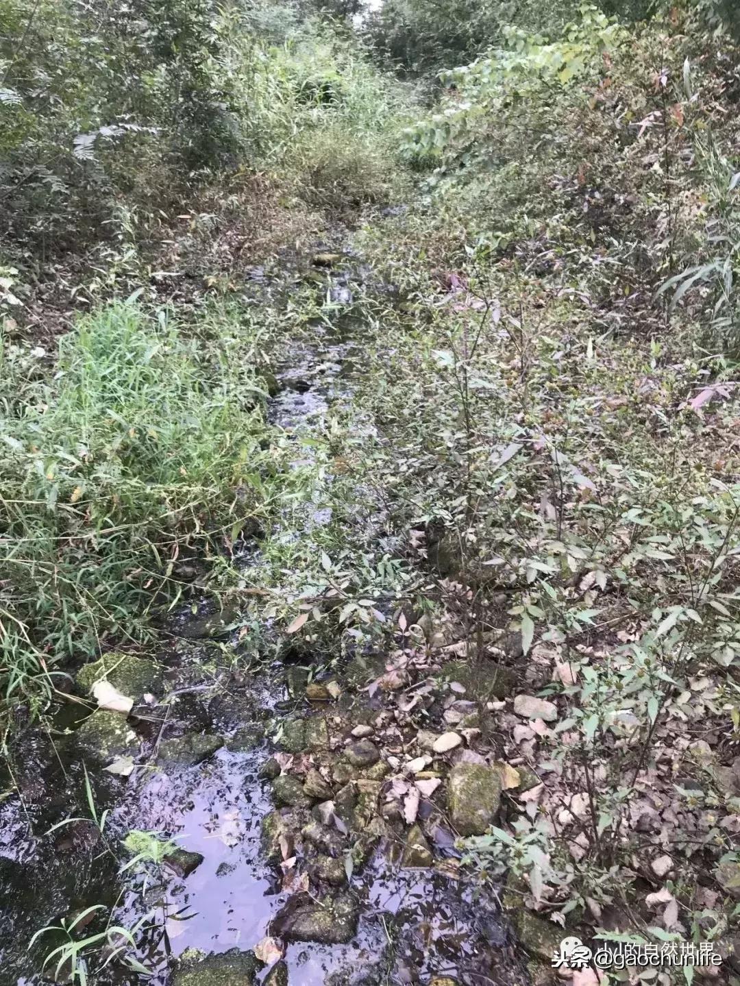 大草龟和小草龟谁好养,变异草龟和草龟的区别
