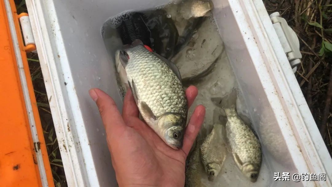 立秋以后钓鲫鱼，加这两种饵效果更好，何愁不上大板鲫