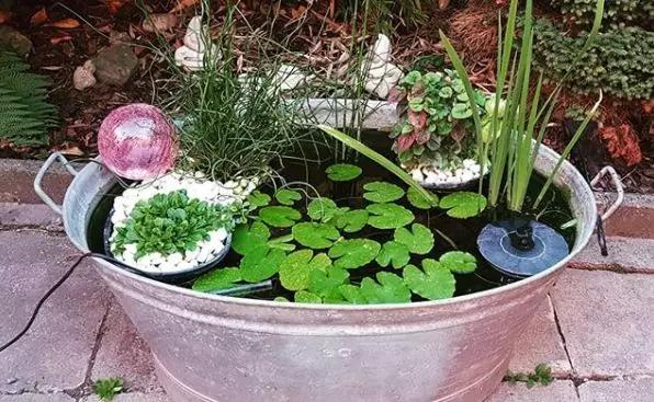 废桶旧盆里添水种花，10分钟成水景，细水长流富贵一生