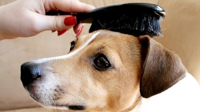 每天抚摸你的狗,每天抚摸狗狗