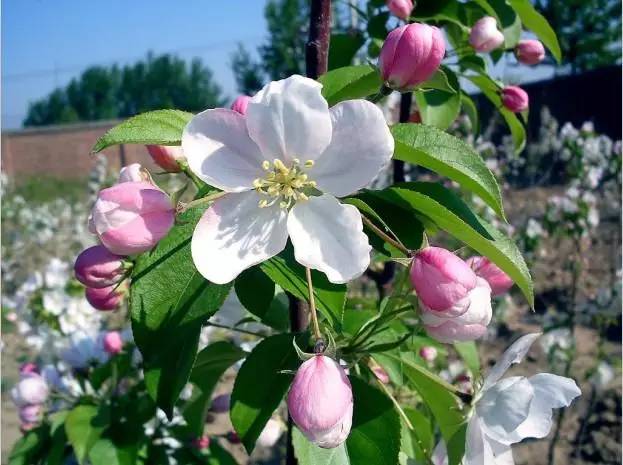 阿月浑子、无名子、波斯的佳木，人人爱吃的开心果