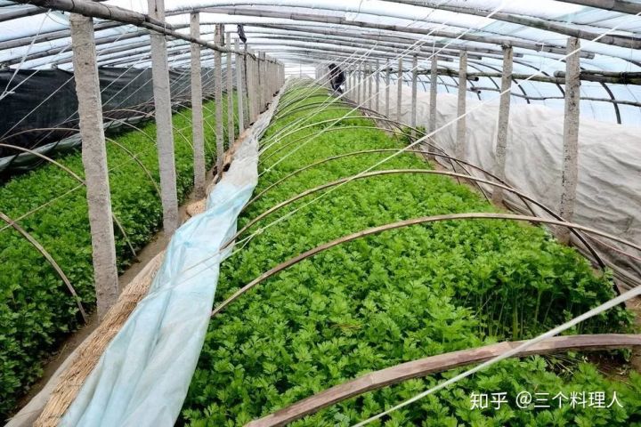 灞变笢鐨勮敩鑿滅粰鍝噷渚涚粰,灞变笢鐨勮敩鑿滈兘渚涘摢閲屼簡