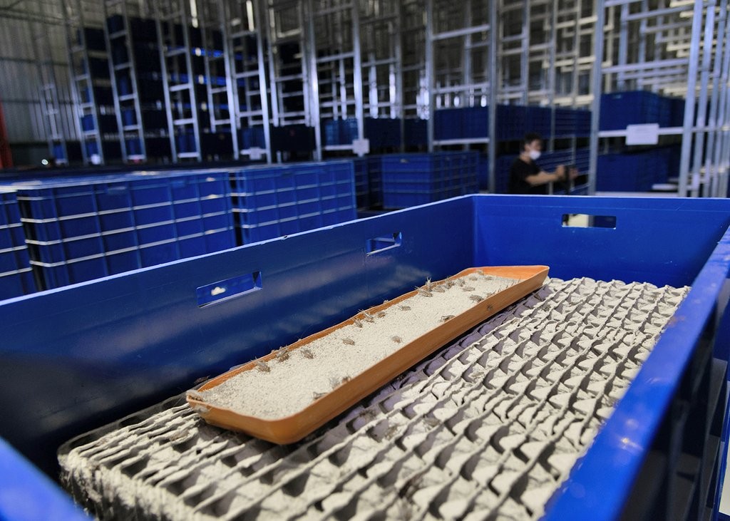 食用蟋蟀养殖赚钱吗农村,食用蟋蟀养殖