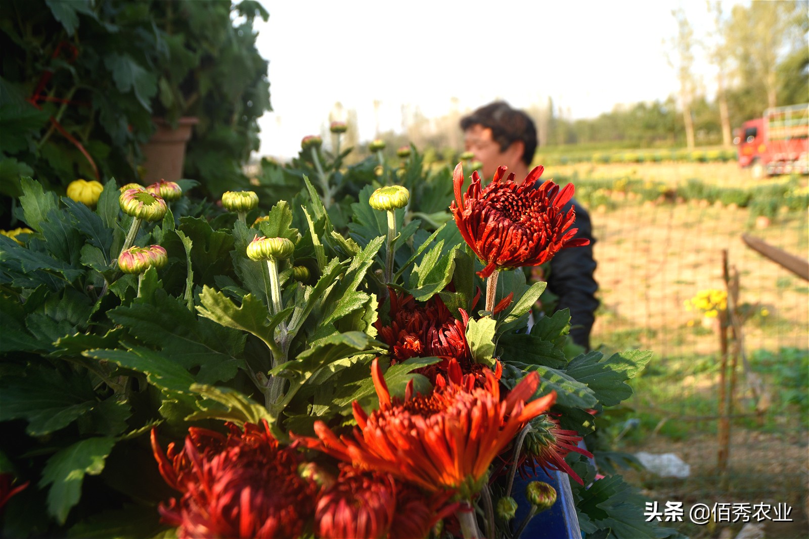 金秋十月菊花鲜,金秋十月菊花怎么样
