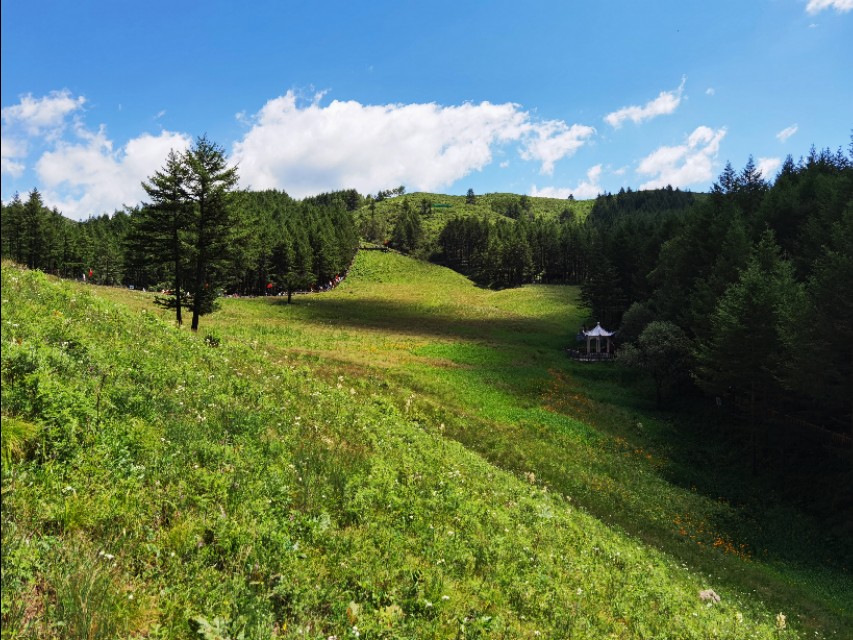 驼梁七月草原美，金莲妖娆入画里/郝贵云