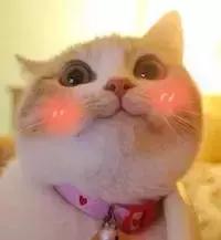 关于猫咪的五官的小知识,科普猫咪有多厉害