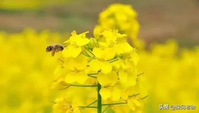 南阳赏花最佳地点,南阳春天赏花的地方有哪些推荐