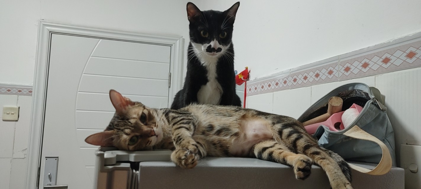 猫咪生病怎么办最有效的方法,问一下猫咪如果生病了该怎么办