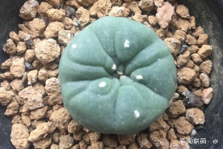 不管什么多肉都适合叶插吗,不管什么多肉都可以变老桩吗