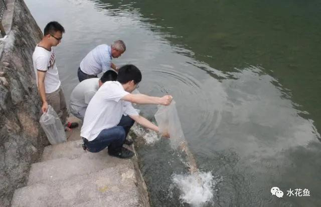 怎样提高鲫鱼水花下塘成活率,水花鱼苗下塘怎么处理