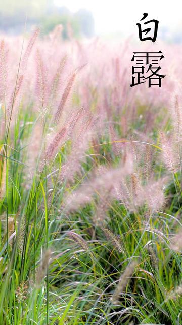 「节气变换」今日白露：露从今夜白，月是故乡明