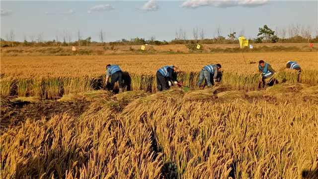 美国粮食价格危机,美国是如何操控世界粮价的