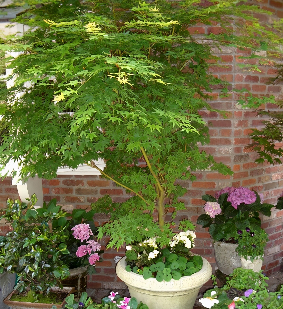 枫树叶子尖发黑枯萎像烧焦怎么治,枫树叶子干枯怎么处理