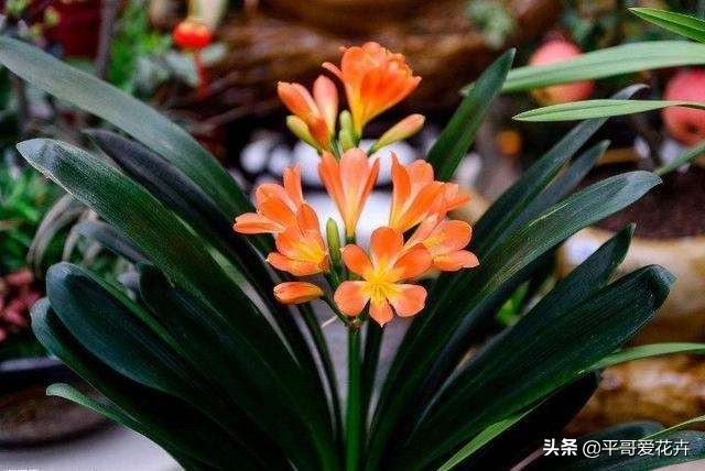 君子兰花的养殖方法和修剪,君子兰花开败后从哪里剪