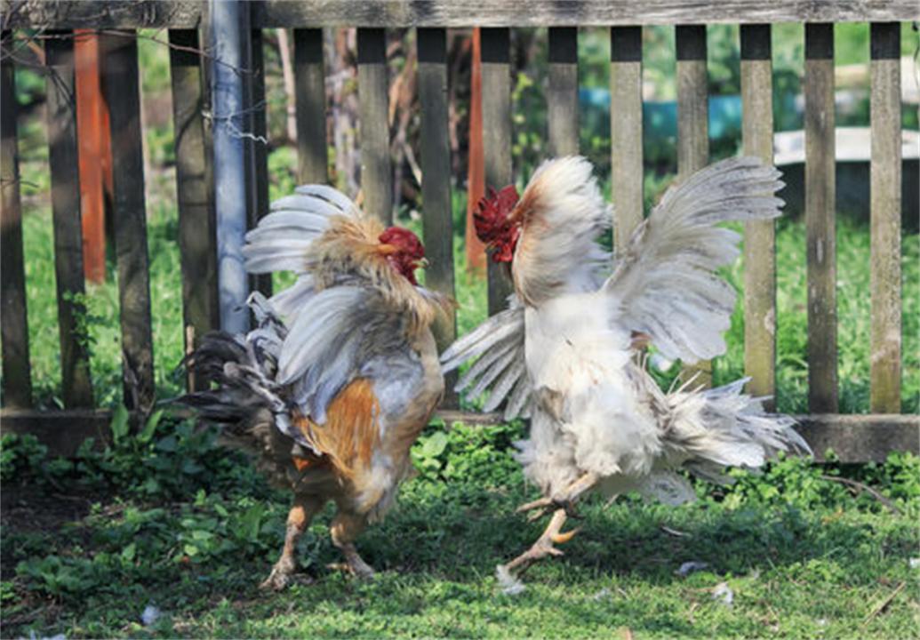 大公鸡吃完蜈蚣变得很凶,大公鸡经常吃蜈蚣会有什么变化