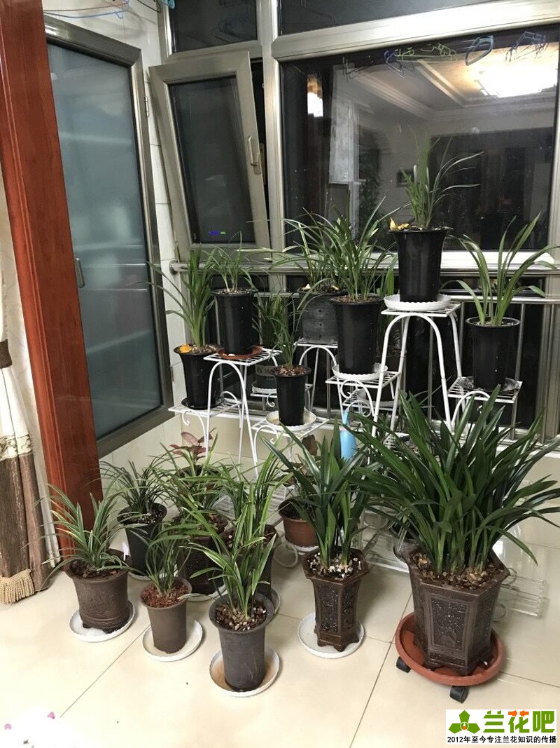 鍏拌姳浠锋牸鏆磋穼鍘熷洜鍒嗘瀽,鐤儏鏈熼棿鍏拌姳浠锋牸璧板娍