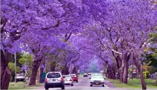 来澳洲才知道的事,来悉尼才知道的事