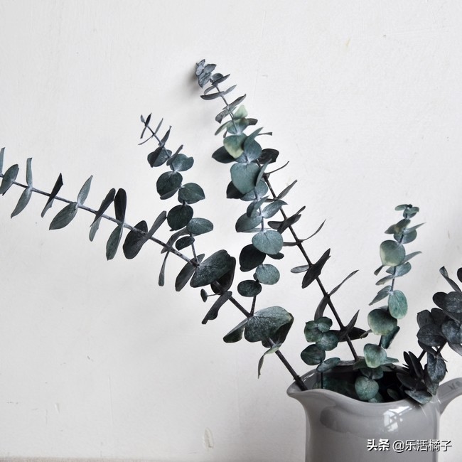 大叶尤加利插花,尤加利干花教程