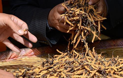 虫草花成分和虫草一样吗,虫草花跟虫草有什么区别