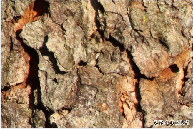 佳能EF600mmf/4LISIIIUSM镜头评测