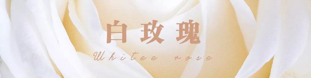 花店必备的5款玫瑰,鲜花图鉴一次性认识30种玫瑰花