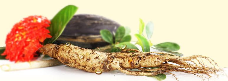 一文看懂关于人体学问,新鲜人参功效